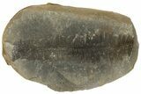 Fossil Fern (Pecopteris) Nodule Pos/Neg - Mazon Creek #183284-2